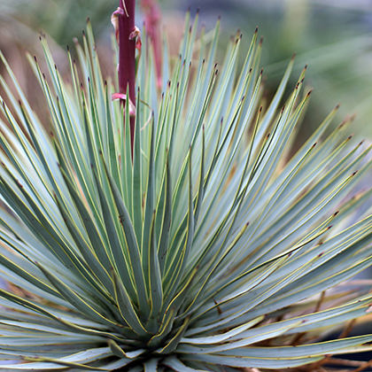 yucca&agave