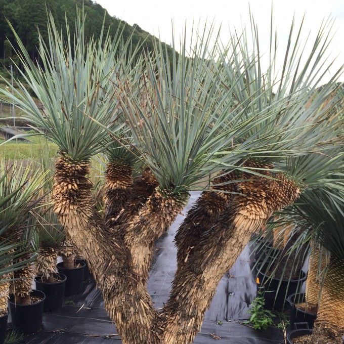 ユッカ・ロストラータ＊Yucca rostrata】ふ-